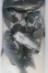 伊豆下田フィッシング 釣果