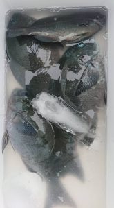 伊豆下田フィッシング 釣果