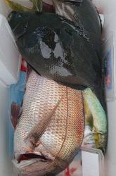 伊豆下田フィッシング 釣果