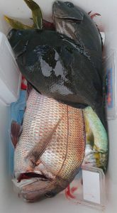 伊豆下田フィッシング 釣果