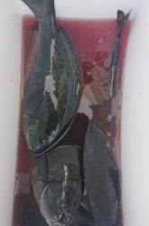 伊豆下田フィッシング 釣果