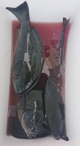 伊豆下田フィッシング 釣果