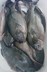 伊豆下田フィッシング 釣果