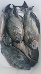 伊豆下田フィッシング 釣果