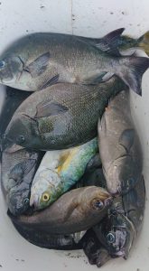 伊豆下田フィッシング 釣果