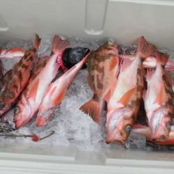 大進丸(新潟) 釣果