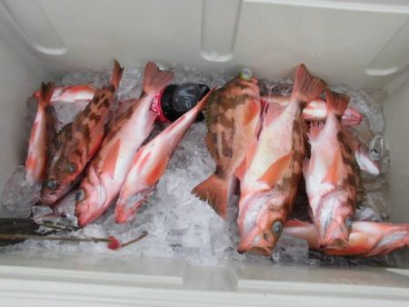 大進丸(新潟) 釣果