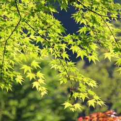 小菅トラウトガーデン 釣果