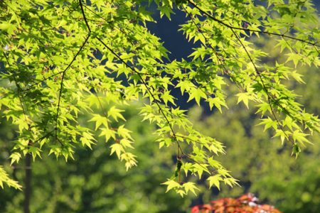 小菅トラウトガーデン 釣果