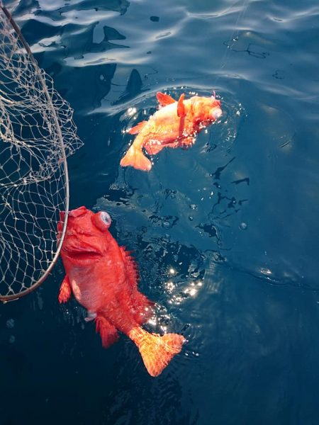結愛丸 釣果