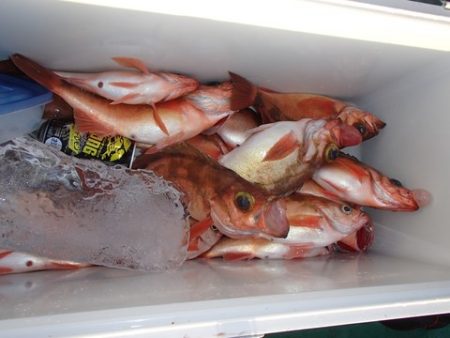 第二むつ漁丸 釣果