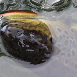 小菅トラウトガーデン 釣果