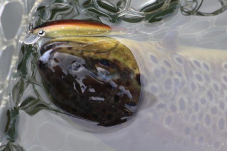 小菅トラウトガーデン 釣果