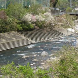 狩野川（狩野川漁業協同組合） 釣果