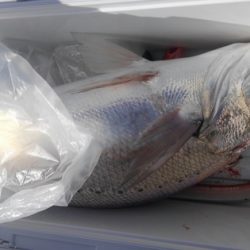 遊漁船 新鋭丸 釣果