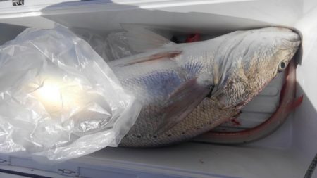 遊漁船 新鋭丸 釣果