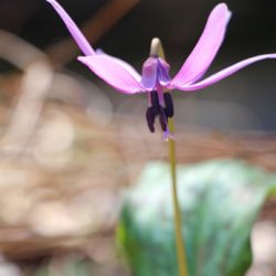 小菅トラウトガーデン 釣果