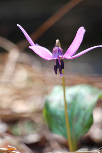 小菅トラウトガーデン 釣果