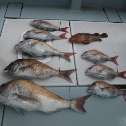 遊漁船 幸友丸 釣果