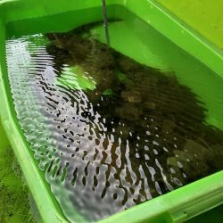 深川 吉野屋 釣果