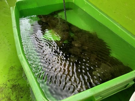 深川 吉野屋 釣果