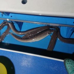 深川 吉野屋 釣果