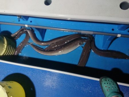 深川 吉野屋 釣果