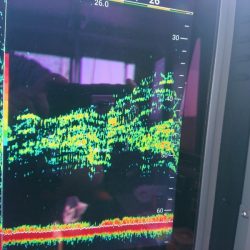 深川 吉野屋 釣果