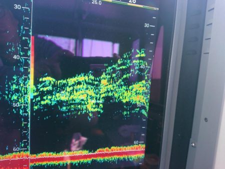 深川 吉野屋 釣果