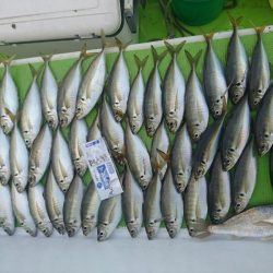 深川　吉野屋 釣果