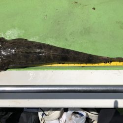 深川 吉野屋 釣果