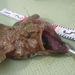 気仙沼　つり丸 釣果