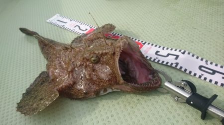 気仙沼　つり丸 釣果