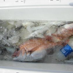 大進丸(新潟) 釣果