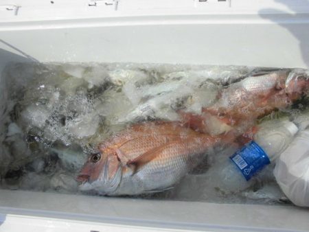 大進丸(新潟) 釣果