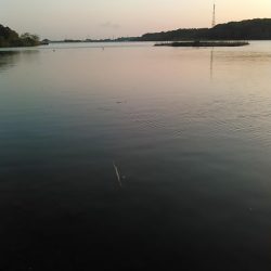 佐鳴湖 ナマズ出ました