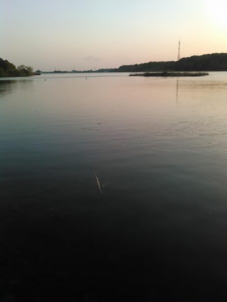 佐鳴湖 ナマズ出ました