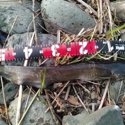 佐鳴湖 ナマズ出ました