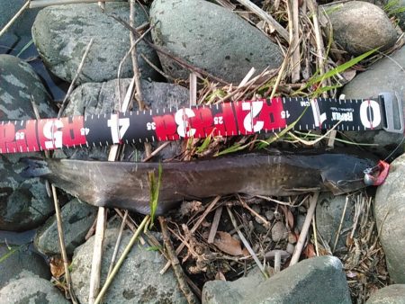 佐鳴湖 ナマズ出ました