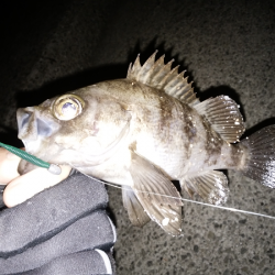 メバル復調か？