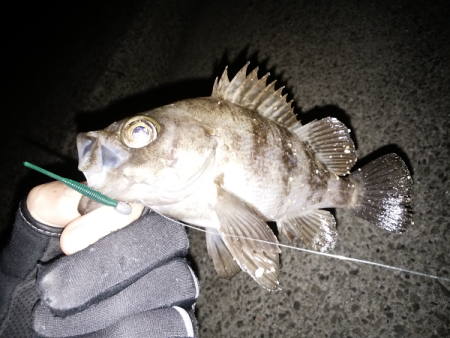 メバル復調か？