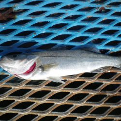 オリジナルメーカー海づり公園(市原市海づり施設) 釣果