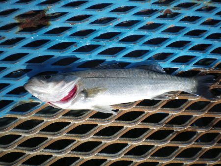 オリジナルメーカー海づり公園(市原市海づり施設) 釣果