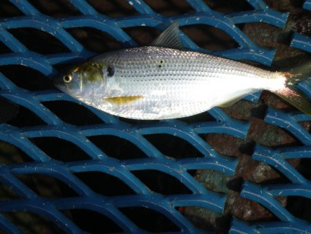 オリジナルメーカー海づり公園(市原市海づり施設) 釣果