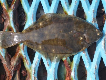 オリジナルメーカー海づり公園(市原市海づり施設) 釣果