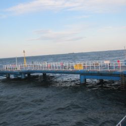 オリジナルメーカー海づり公園(市原市海づり施設) 釣果