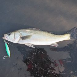 オリジナルメーカー海づり公園(市原市海づり施設) 釣果
