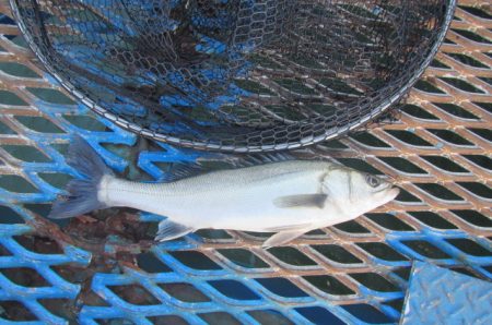 オリジナルメーカー海づり公園(市原市海づり施設) 釣果