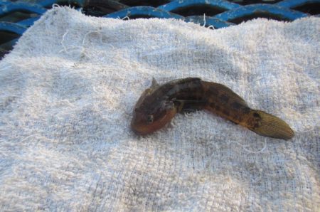 オリジナルメーカー海づり公園(市原市海づり施設) 釣果