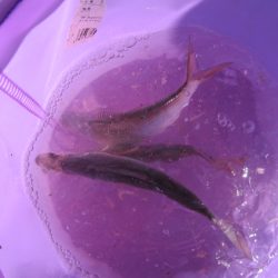 オリジナルメーカー海づり公園(市原市海づり施設) 釣果